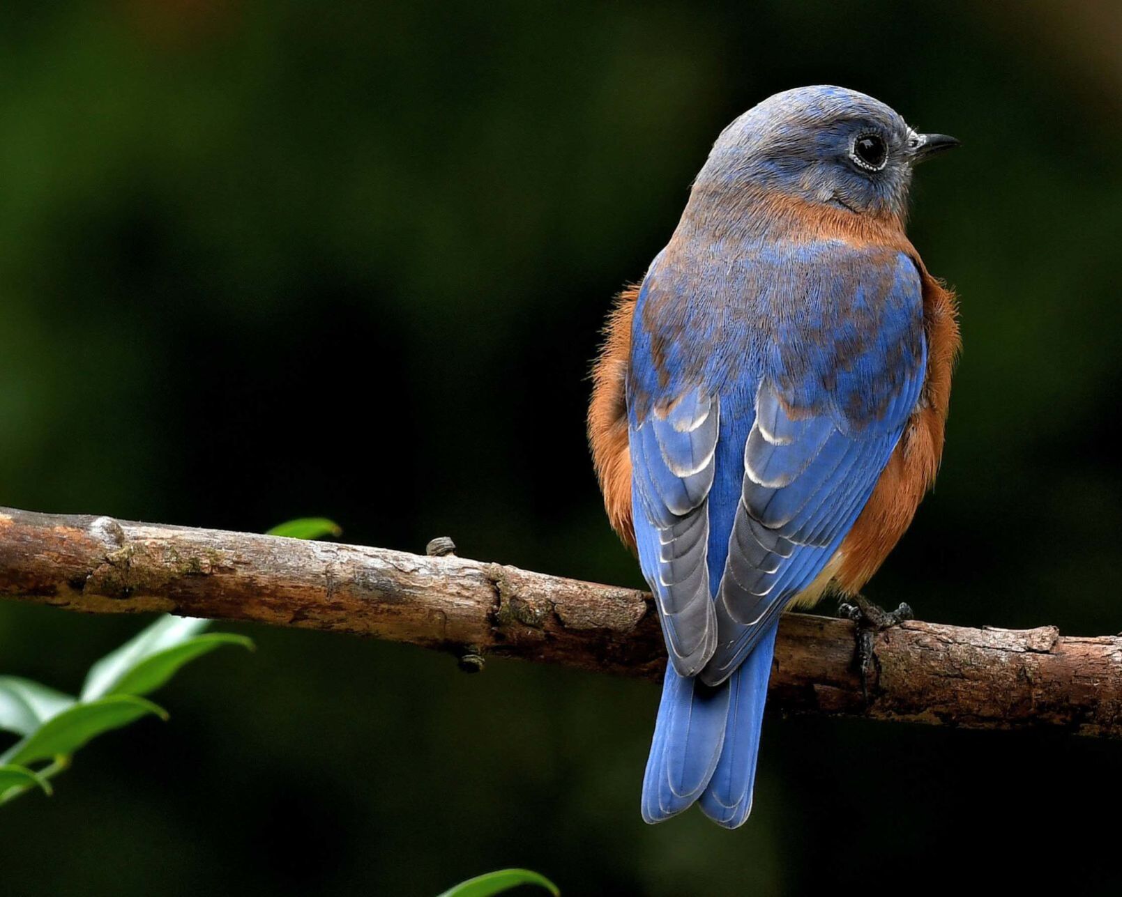 Bluebird
